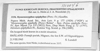 Phaeohelotium epiphyllum var. epiphyllum image